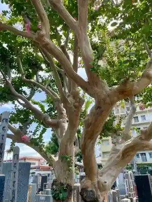 愛染院(千葉県)