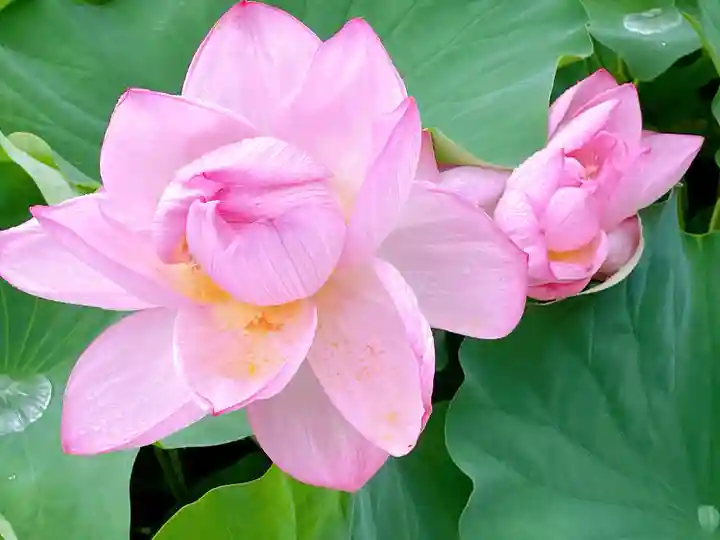 伊賀八幡宮の自然