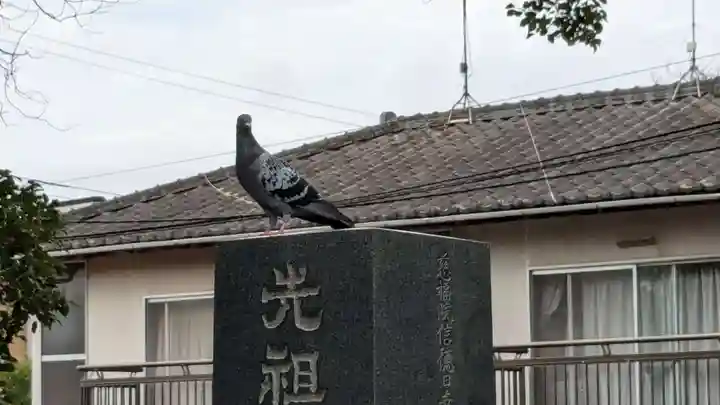 常立寺の動物