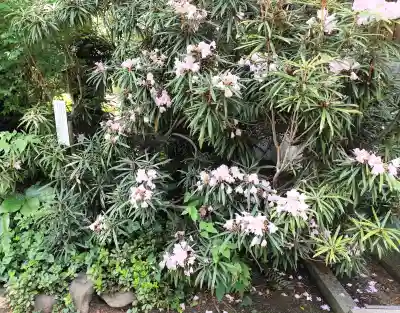 武蔵国分寺の{uncategorized: "未分類", other: "その他", undefined: "問題あり", building: "その他建物", grave: "お墓", sacred_gate: "鳥居", guardian: "狛犬", statue: "像", buddha: "仏像", history: "歴史", nature: "自然", garden: "庭園", animal: "動物", pagoda: "塔", temizu: "手水舎", mountain_gate: "山門・神門", sanctuary: "本殿・本堂", subordinate: "末社・摂社", art: "芸術", scenery: "景色", jizo: "地蔵", ema: "絵馬", goshuin: "御朱印", omikuji: "おみくじ", items: "授与品その他", amulet: "お守り", goshuincho: "御朱印帳", eats: "食事", festival: "お祭り", votive_dance: "神楽", shichigosan: "七五三参", wedding: "結婚式", experience: "体験その他", initially: "初詣", around: "周辺", anti_infection: "感染症対策"}