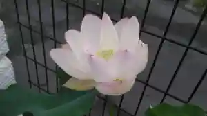 浄土宗 光明山 大蓮寺(照曜会館)の自然(2020年08月05日(水) 11時27分39秒投稿)