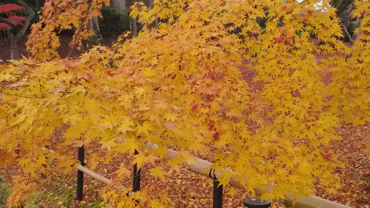 真正極楽寺(真如堂)の自然