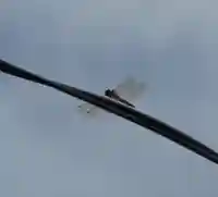 留辺蘂神社の動物