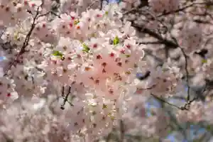 くまくま神社(導きの社 熊野町熊野神社)の自然 2020年03月20日(金)〜(2020年03月19日(木) 14時55分29秒投稿)