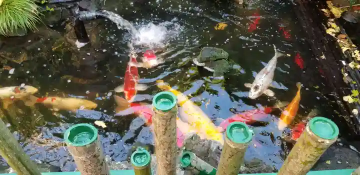 吉原弁財天本宮(吉原神社奥宮)の動物