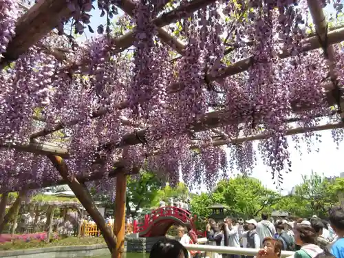 亀戸天神社の庭園