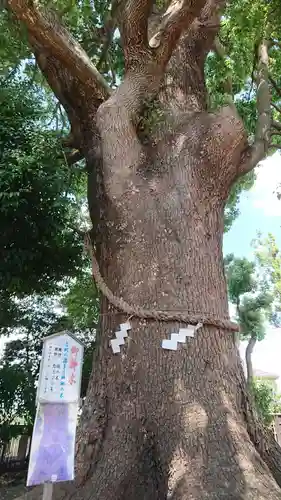 日々神社の自然
