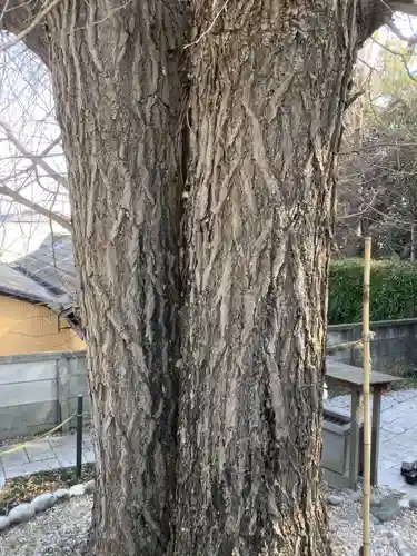 堤治神社の自然