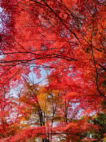 犬山寂光院の自然