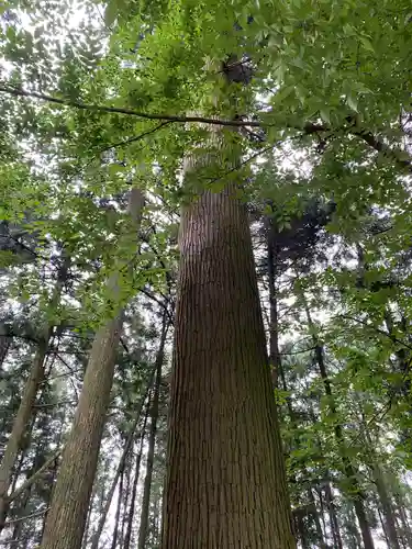 岩戸別神社の自然