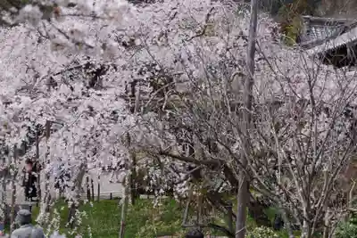 毘沙門堂門跡(京都府)