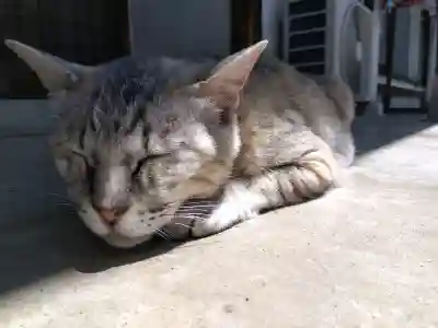 御誕生寺（猫寺）(福井県)