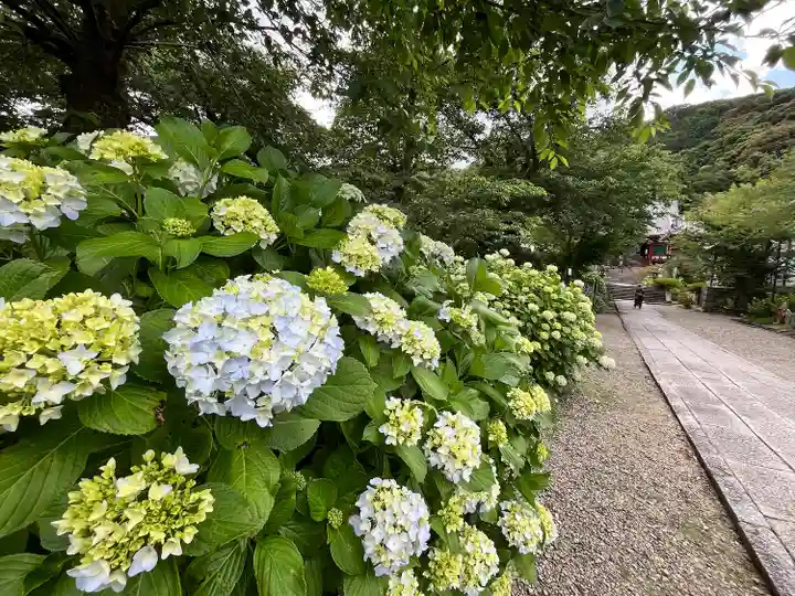 矢田寺(奈良県)