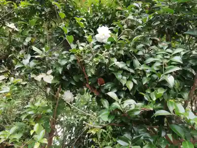 常陸第三宮　吉田神社の自然