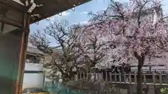 妙顯寺（妙顕寺）(京都府)