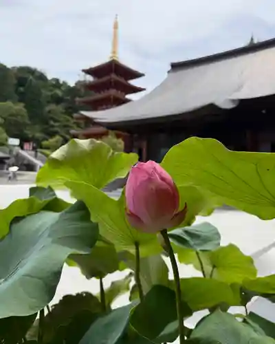 高幡不動尊　金剛寺(東京都)