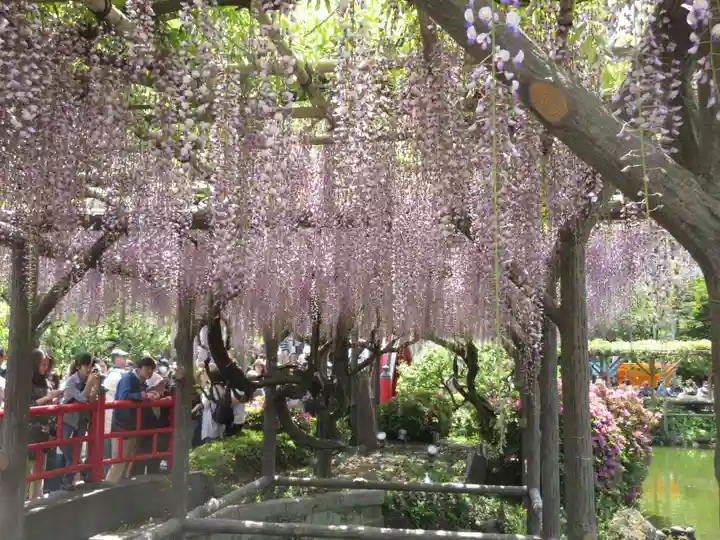 亀戸天神社の庭園
