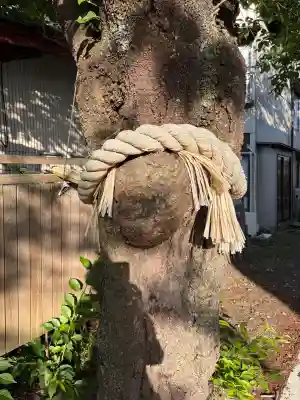 小室浅間神社の{uncategorized: "未分類", other: "その他", undefined: "問題あり", building: "その他建物", grave: "お墓", sacred_gate: "鳥居", guardian: "狛犬", statue: "像", buddha: "仏像", history: "歴史", nature: "自然", garden: "庭園", animal: "動物", pagoda: "塔", temizu: "手水舎", mountain_gate: "山門・神門", sanctuary: "本殿・本堂", subordinate: "末社・摂社", art: "芸術", scenery: "景色", jizo: "地蔵", ema: "絵馬", goshuin: "御朱印", omikuji: "おみくじ", items: "授与品その他", amulet: "お守り", goshuincho: "御朱印帳", eats: "食事", festival: "お祭り", votive_dance: "神楽", shichigosan: "七五三参", wedding: "結婚式", experience: "体験その他", initially: "初詣", around: "周辺", anti_infection: "感染症対策"}