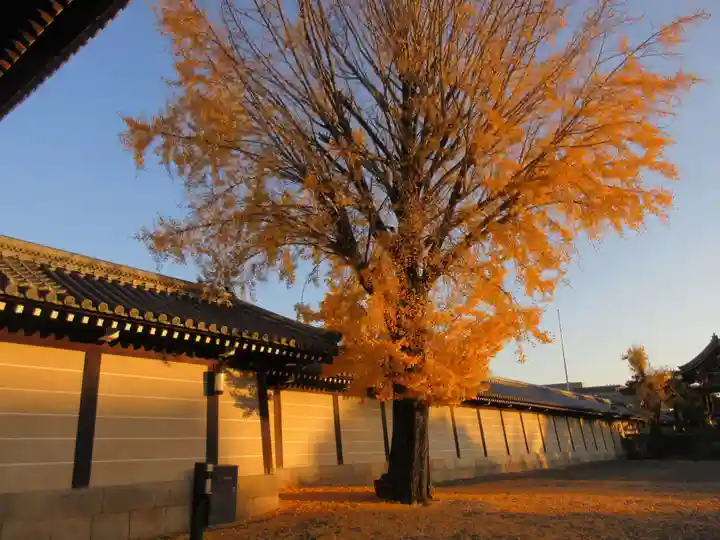 本願寺(西本願寺)の自然