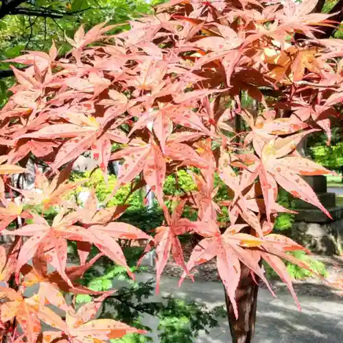 彌彦神社　(伊夜日子神社)の自然