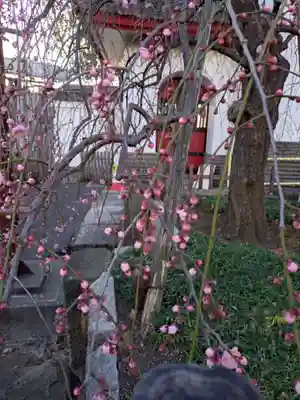 成願寺(東京都)