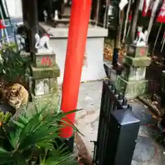 草分稲荷神社の動物