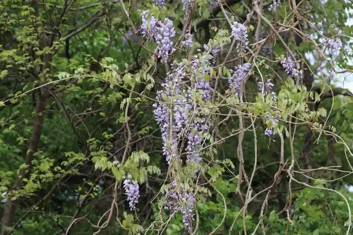 藤稲荷神社の自然