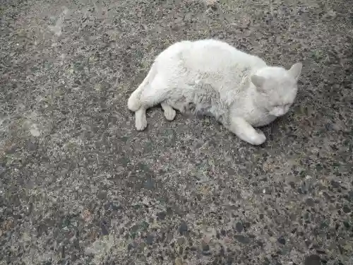 羽黒神社の動物