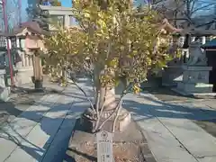 阿部野神社(大阪府)