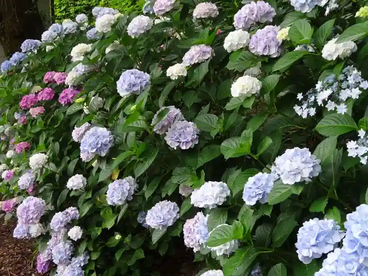 立志神社の自然