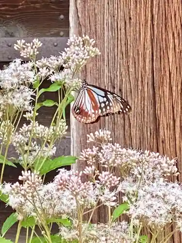 真正極楽寺（真如堂）の動物