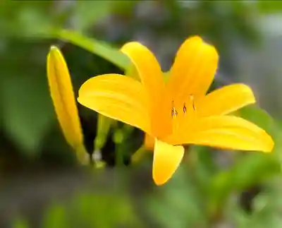 山の神神社の自然