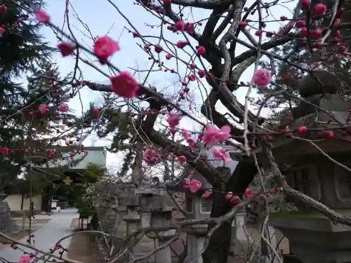 北野天満宮の自然