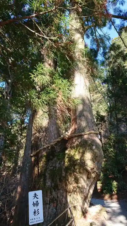 玉置神社の自然