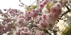 亀戸 香取神社の自然