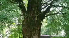 若狭姫神社（若狭彦神社下社）の自然