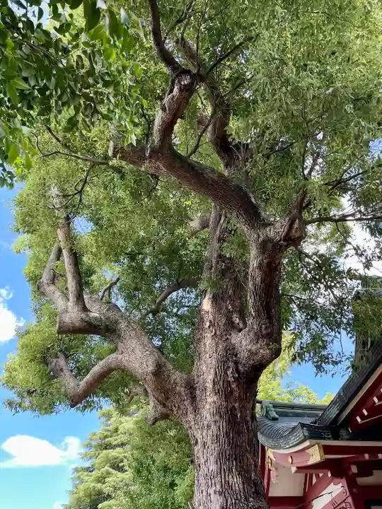 柴又八幡神社(東京都)