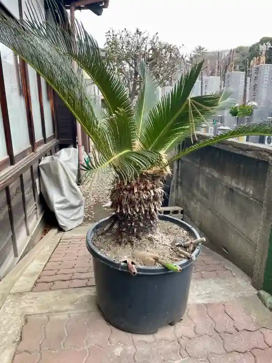 長久寺の{uncategorized: "未分類", other: "その他", undefined: "問題あり", building: "その他建物", grave: "お墓", sacred_gate: "鳥居", guardian: "狛犬", statue: "像", buddha: "仏像", history: "歴史", nature: "自然", garden: "庭園", animal: "動物", pagoda: "塔", temizu: "手水舎", mountain_gate: "山門・神門", sanctuary: "本殿・本堂", subordinate: "末社・摂社", art: "芸術", scenery: "景色", jizo: "地蔵", ema: "絵馬", goshuin: "御朱印", omikuji: "おみくじ", items: "授与品その他", amulet: "お守り", goshuincho: "御朱印帳", eats: "食事", festival: "お祭り", votive_dance: "神楽", shichigosan: "七五三参", wedding: "結婚式", experience: "体験その他", initially: "初詣", around: "周辺", anti_infection: "感染症対策"}