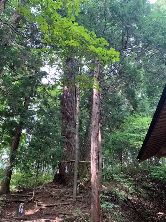 戸隠神社火之御子社の自然