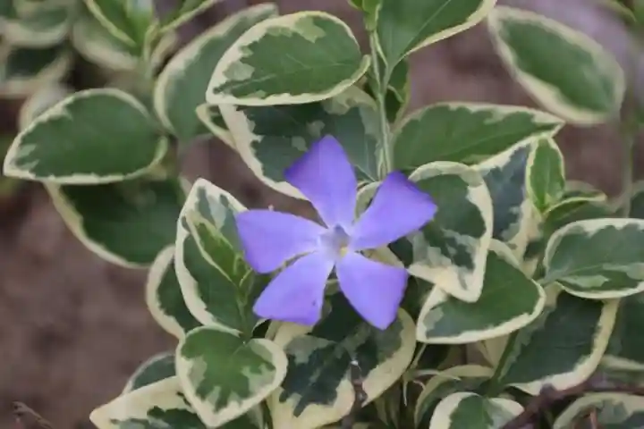 阿久津「田村神社」(郡山市阿久津町)旧社名:伊豆箱根三嶋三社の自然
