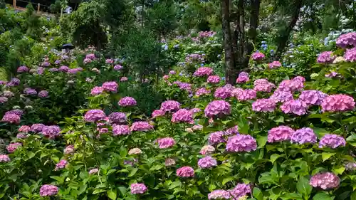 善峯寺(京都府)