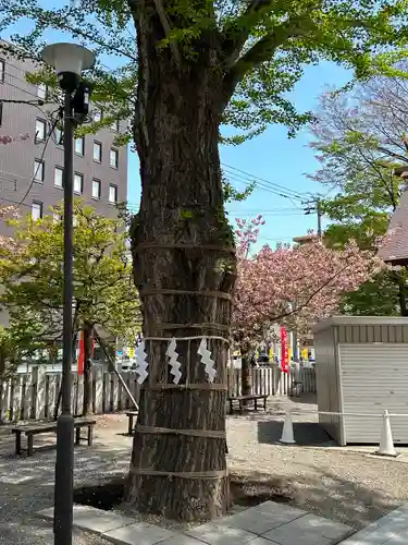 北海道神宮頓宮の自然