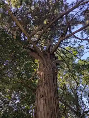 飯野高宮神山神社(三重県)