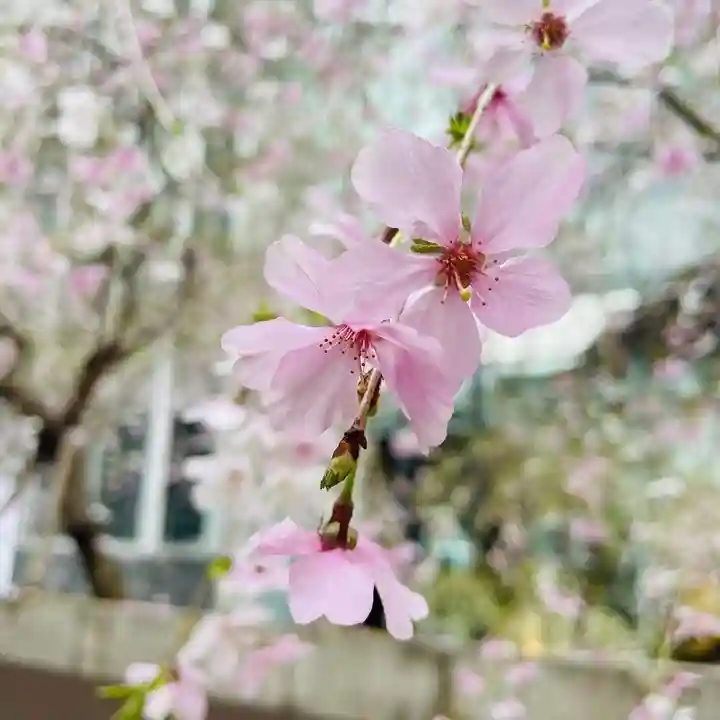 頂法寺(六角堂)(京都府)