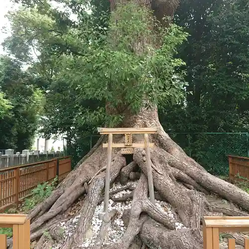 和泉國一之宮　大鳥大社の自然