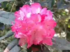 銀鏡神社の自然