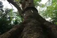 愛宕神社の自然