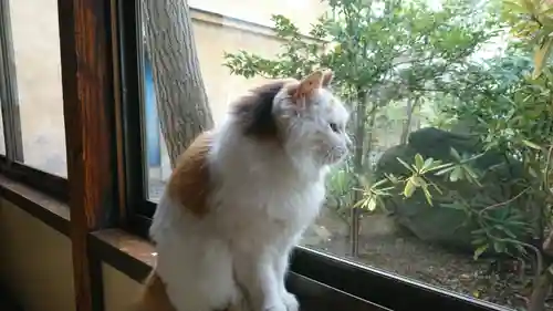 阿邪訶根神社の動物