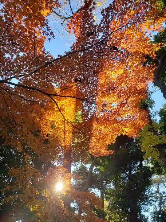 代々木八幡宮の自然