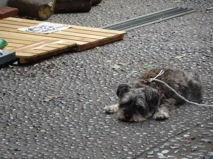 菊名神社の動物